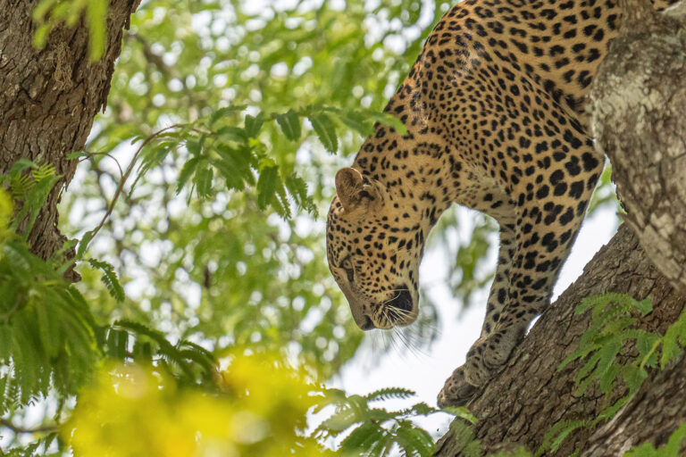 Leopard_Climbing_Down